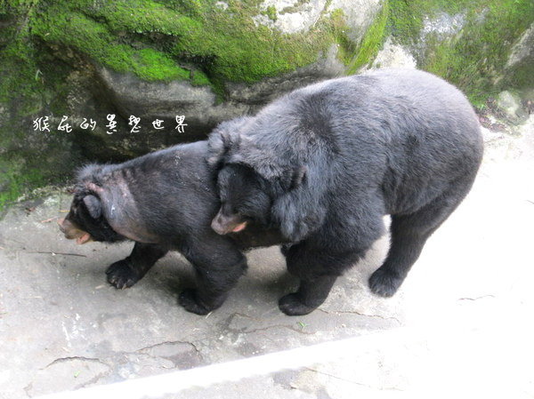 木柵動物園｜台北景點推薦，充滿驚奇的木柵動物園一日遊 @猴屁的異想世界