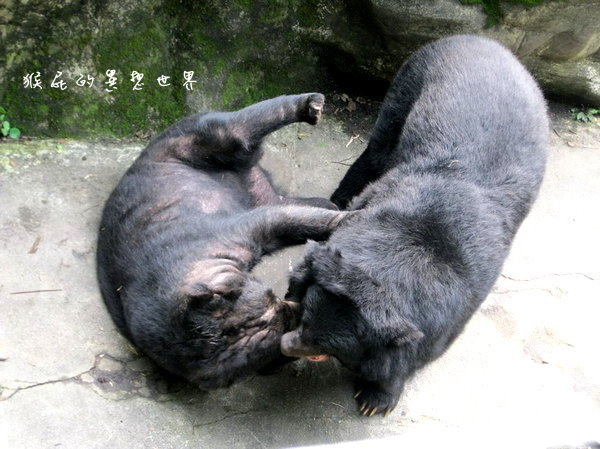 木柵動物園｜台北景點推薦，充滿驚奇的木柵動物園一日遊 @猴屁的異想世界