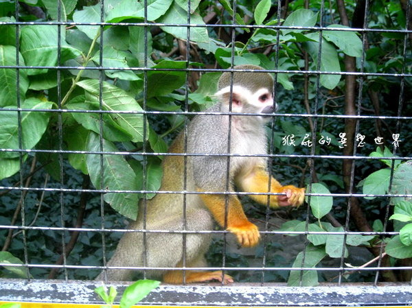 木柵動物園｜台北景點推薦，充滿驚奇的木柵動物園一日遊 @猴屁的異想世界