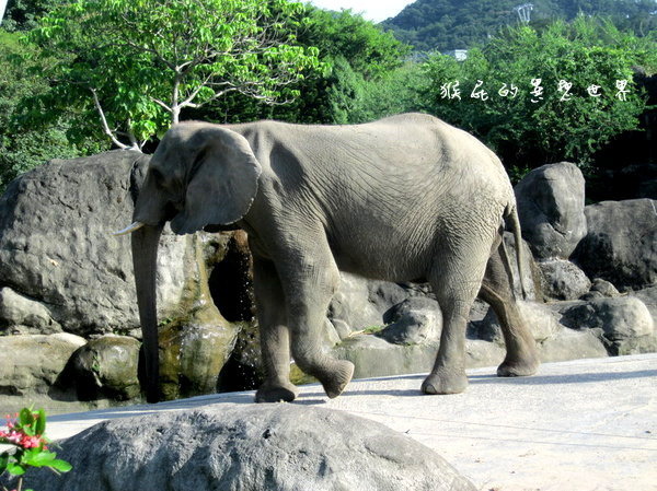 木柵動物園｜台北景點推薦，充滿驚奇的木柵動物園一日遊 @猴屁的異想世界