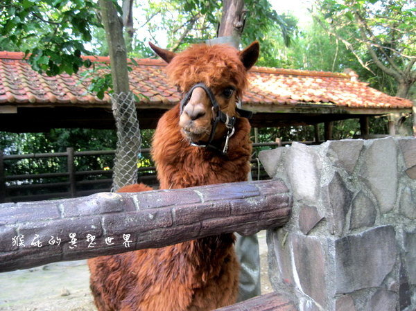 木柵動物園｜台北景點推薦，充滿驚奇的木柵動物園一日遊 @猴屁的異想世界