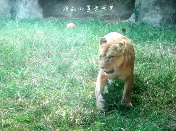 木柵動物園｜台北景點推薦，充滿驚奇的木柵動物園一日遊 @猴屁的異想世界