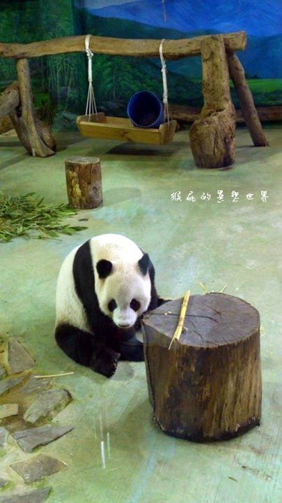 木柵動物園｜台北景點推薦，充滿驚奇的木柵動物園一日遊 @猴屁的異想世界