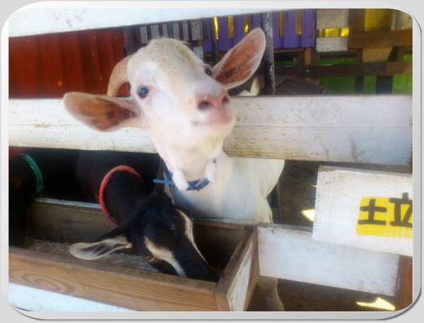 幸福20號農場｜宜蘭景點推薦，溫馨浪漫的農場，有可愛小動物，可以餵小豬 @猴屁的異想世界