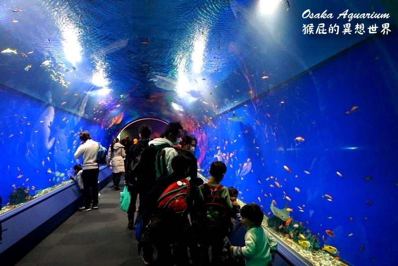 大阪海遊館｜日本大阪景點推薦，號稱世界最大的水族館，可以摸到海洋生物，動物餵食秀超可愛 @猴屁的異想世界