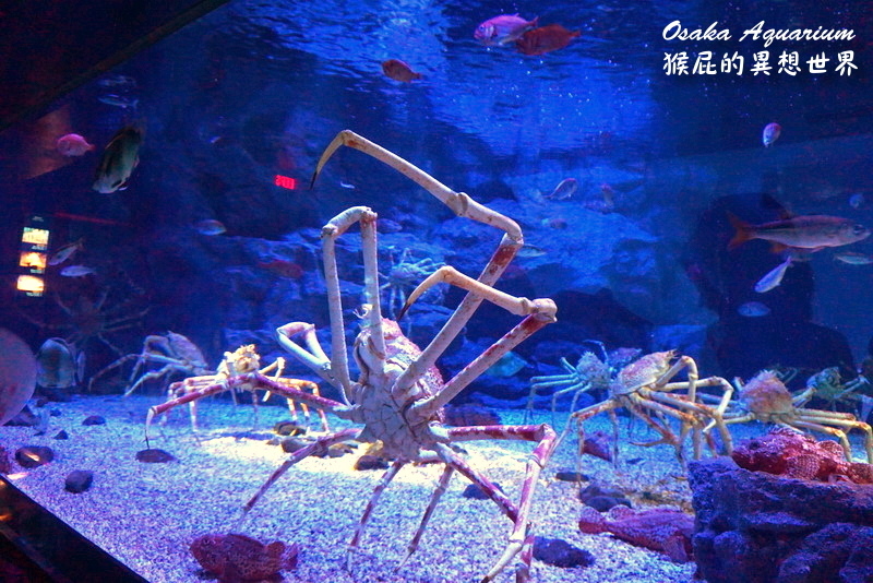 大阪海遊館｜日本大阪景點推薦，號稱世界最大的水族館，可以摸到海洋生物，動物餵食秀超可愛 @猴屁的異想世界
